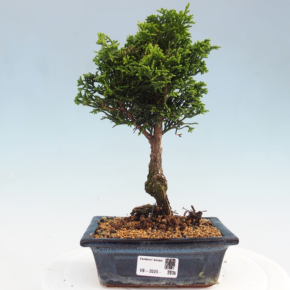 Bonsai voor buiten - Cham.pis obtusa Nana Gracilis - Cipres