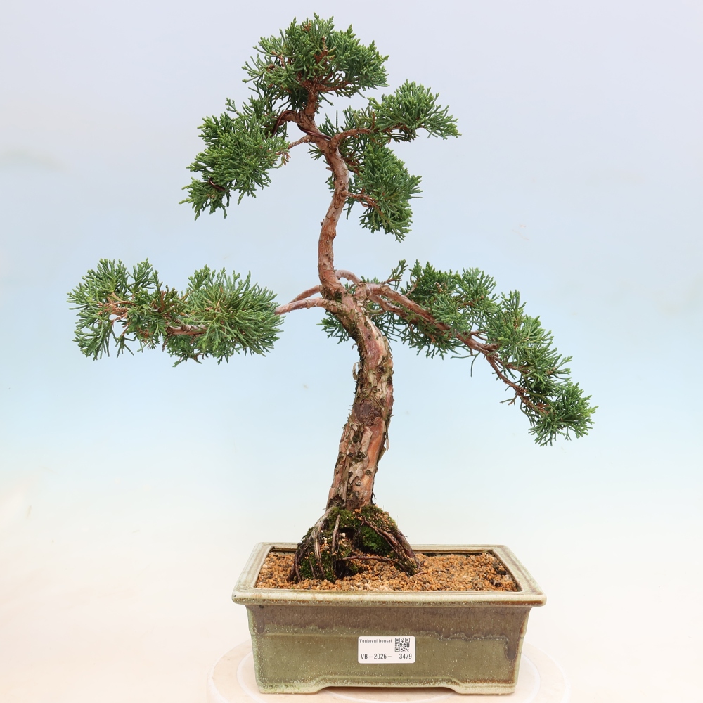 Bonsai voor buiten - Juniperus chinensis Kishu