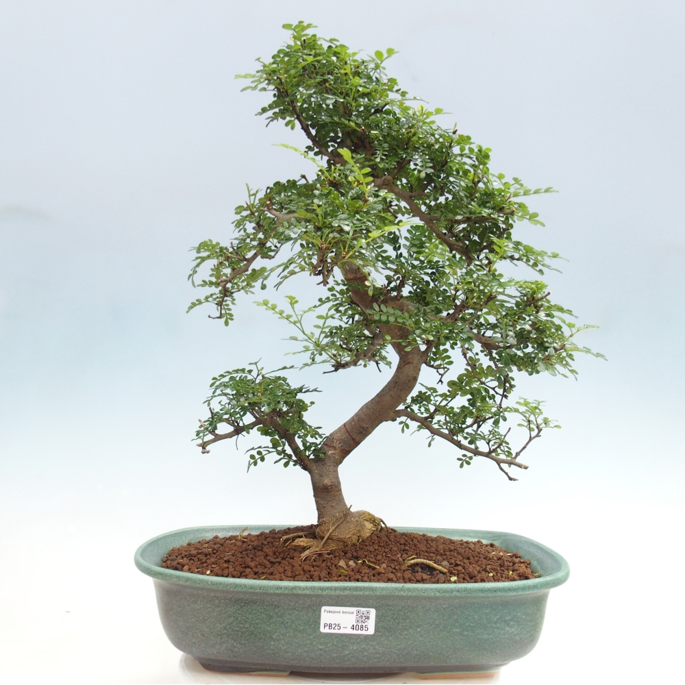 Kamerbonsai - Zantoxylum piperitum - peperboom