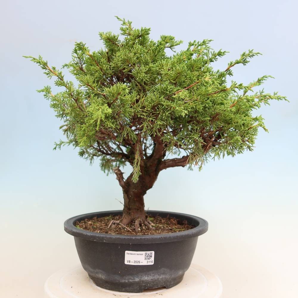 Bonsai voor buiten - Juniperus chinensis Itoigawa-Juniperus chinensis