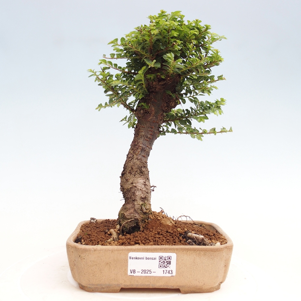 Bonsai voor buiten - Ulmus parvifolia Hokkaido - Chinese iep