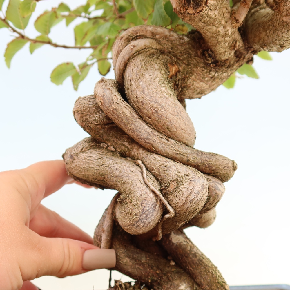 Bonsai voor buiten -Carpinus CARPINOIDES - Koreaanse haagbeuk