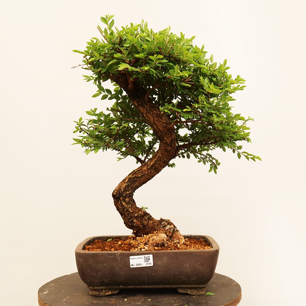 Bonsai voor buiten - Zelkova - Zelkova NIRE