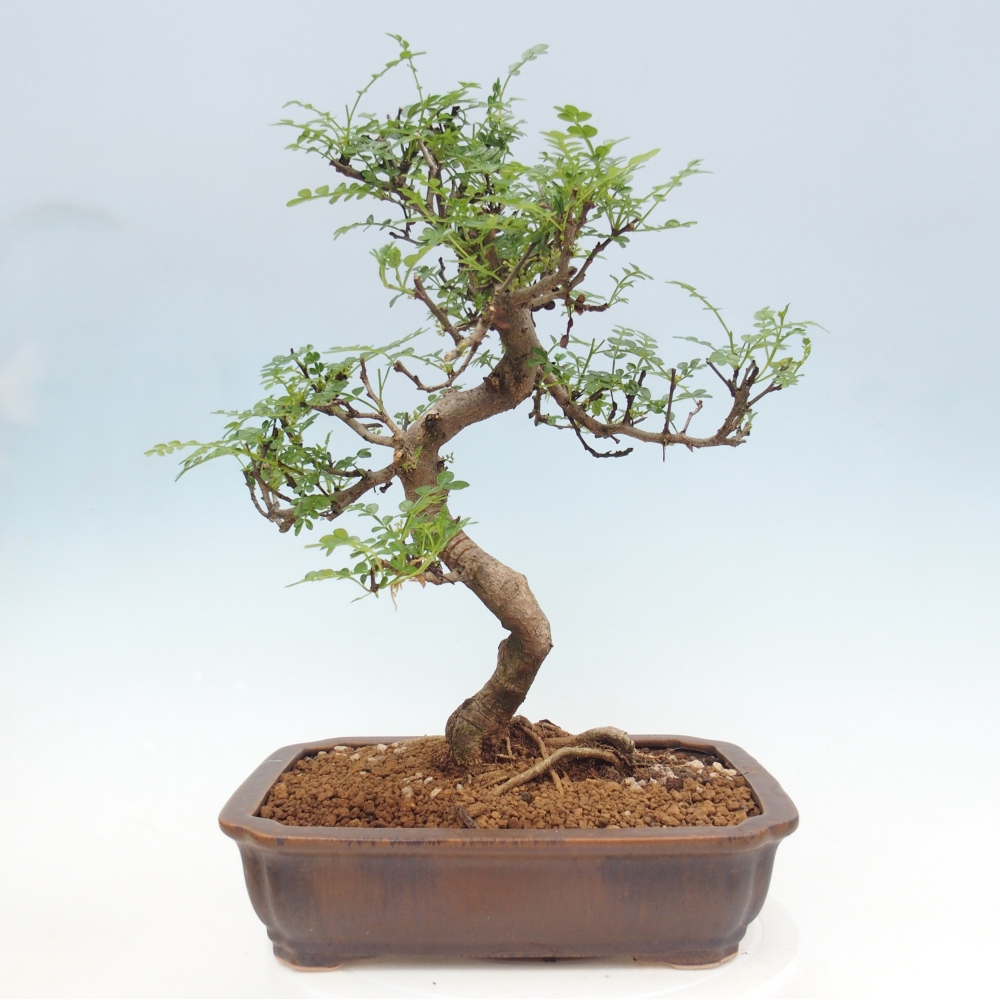 Kamerbonsai - Zantoxylum piperitum - peperboom