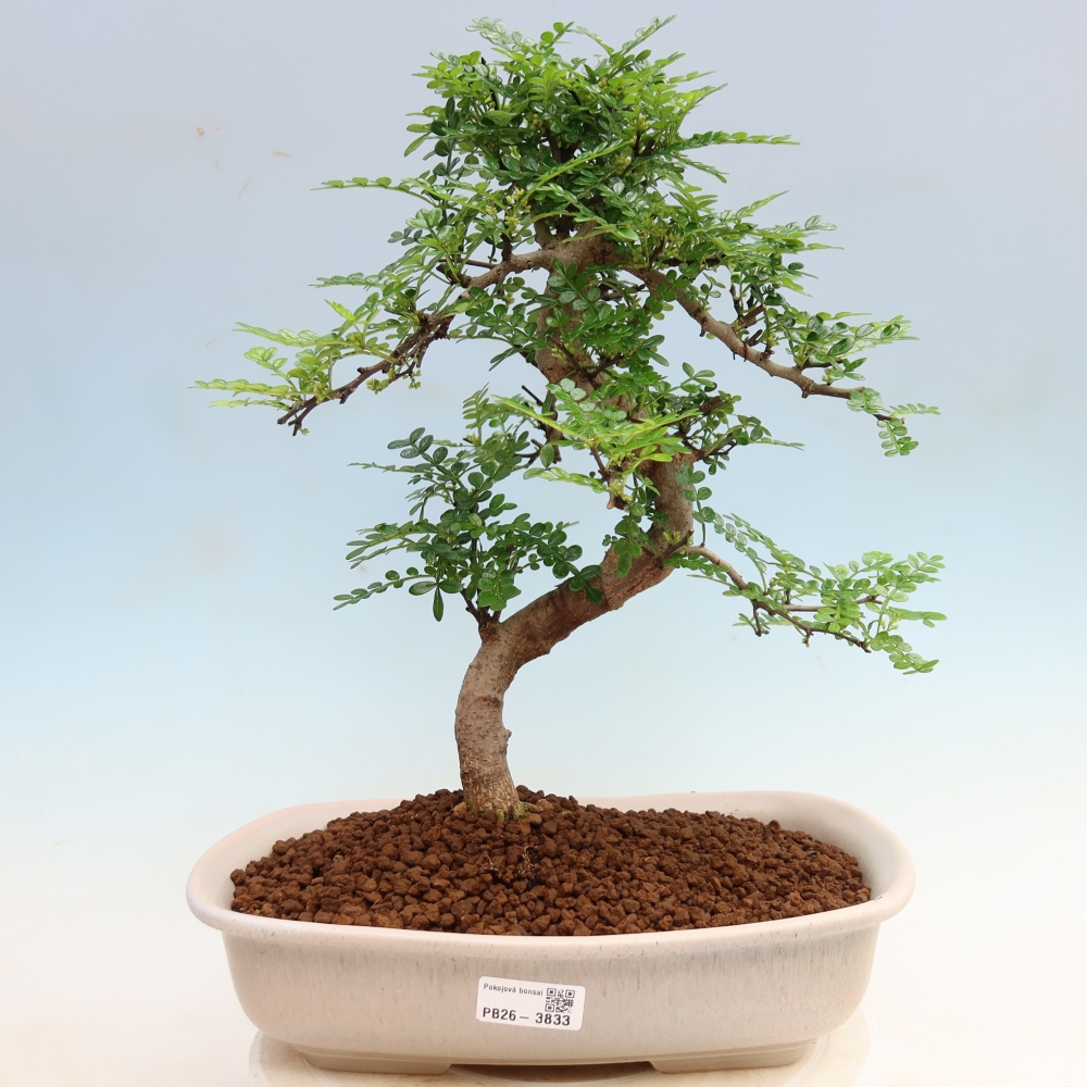 Kamerbonsai - Zantoxylum piperitum - peperboom