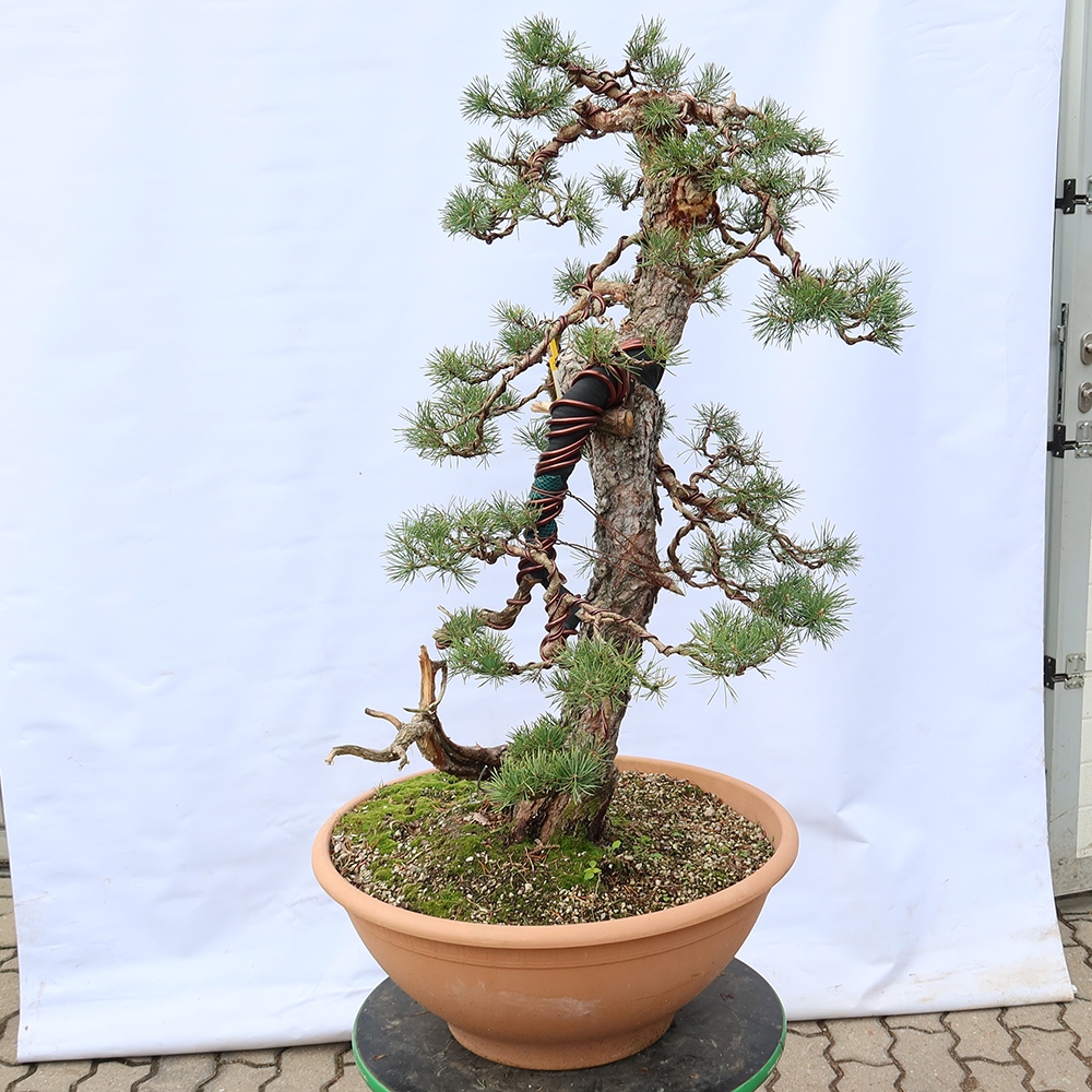 Pinus sylvestris Spanje - grove den