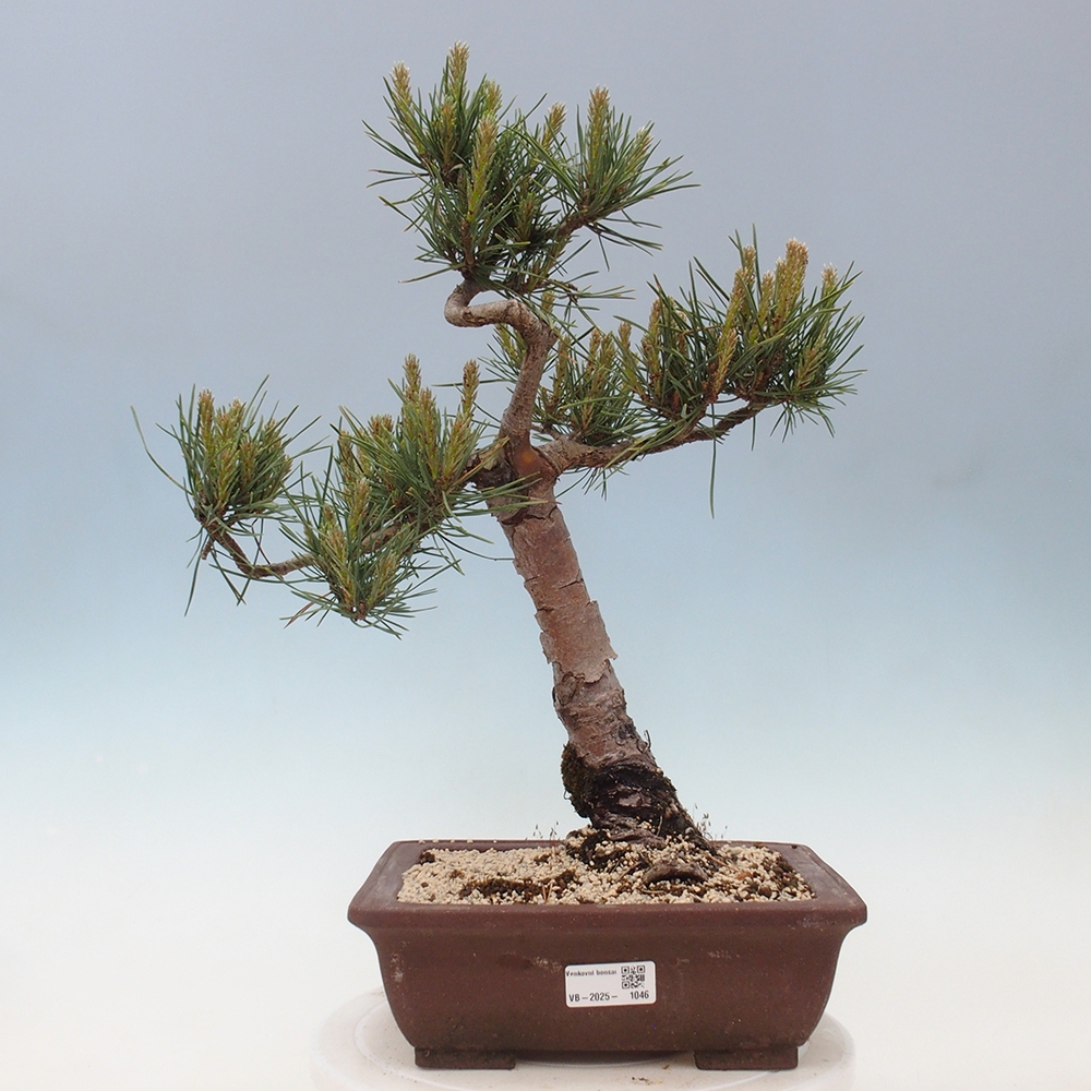 Bonsai voor buiten - Pinus Sylvestris Watererri - grove den