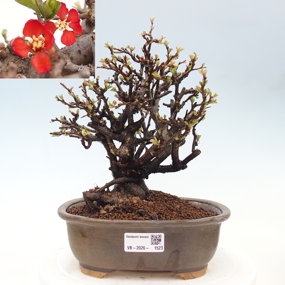 Bonsai voor buiten - Chaneomeles speciosa - Kweepeer