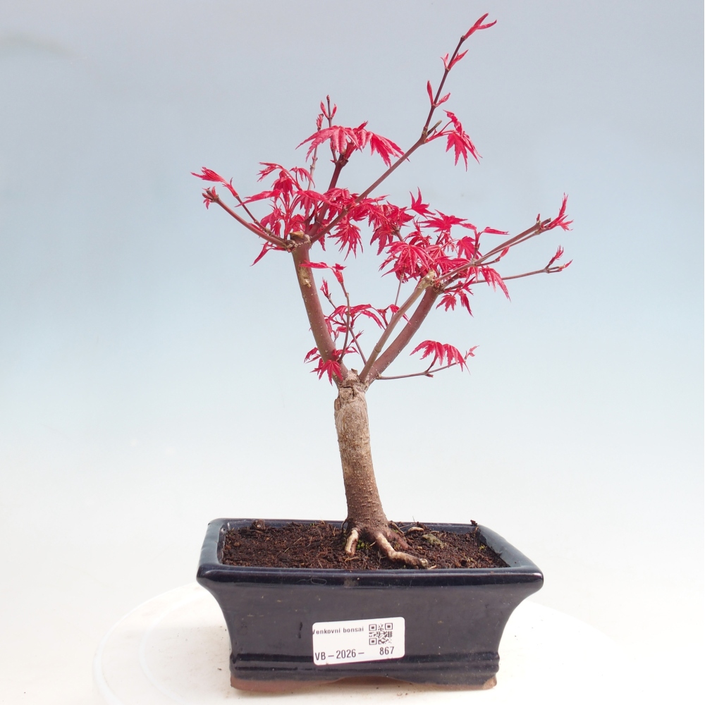 Bonsai voor buiten - Acer palmatum DESHOJO