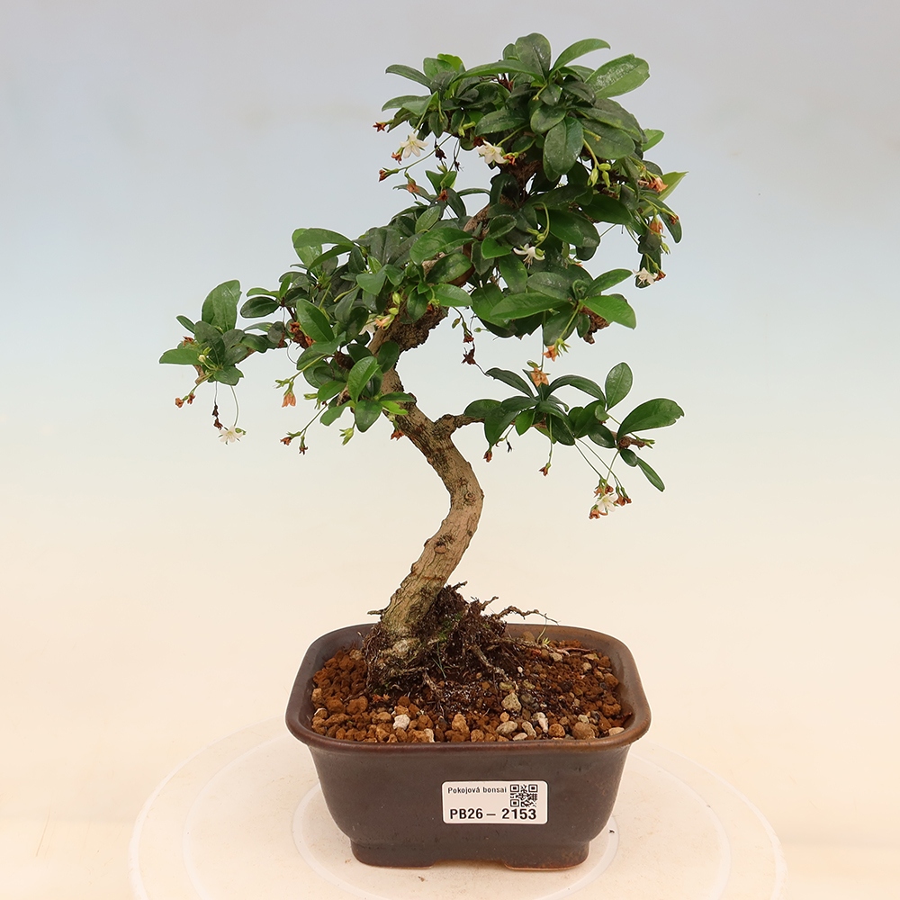Kamerbonsai - Carmona macrophylla - Thee fuki