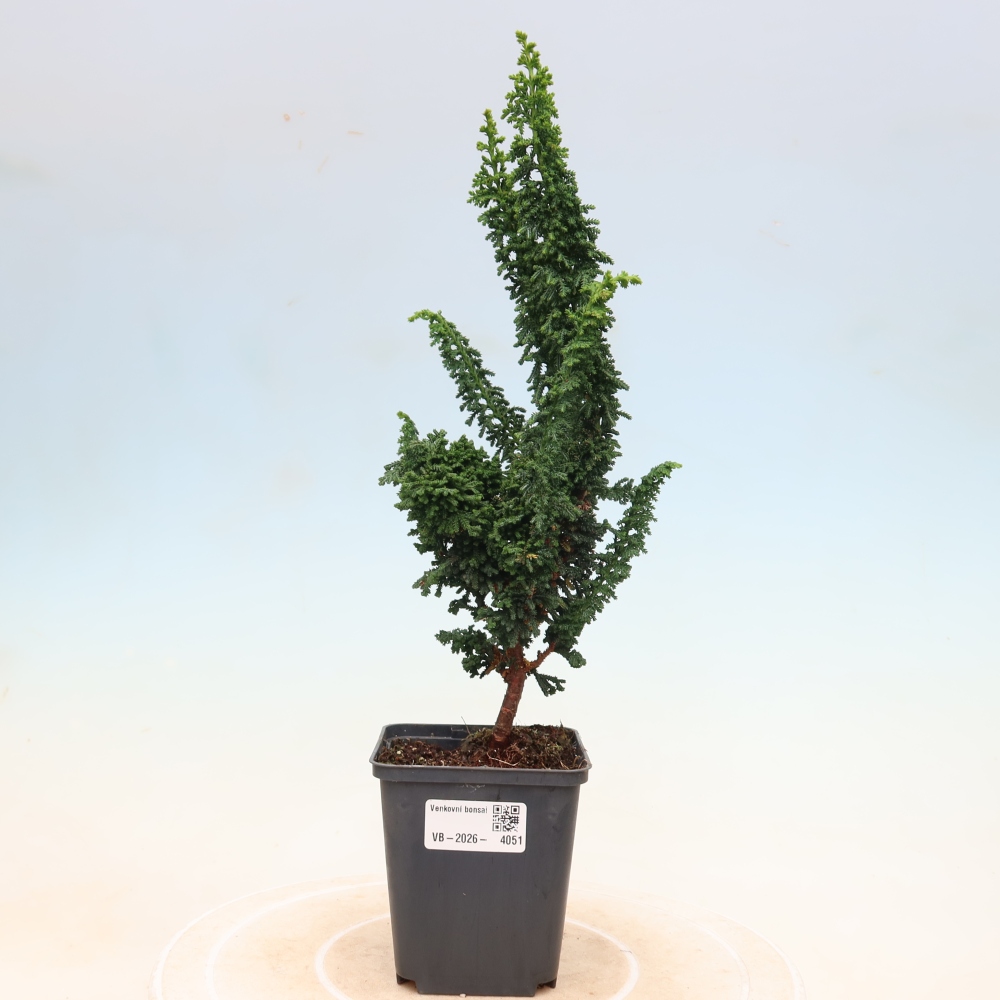 Bonsai voor buiten - Cham. obtusa SEKKA HINOKI - Cipres