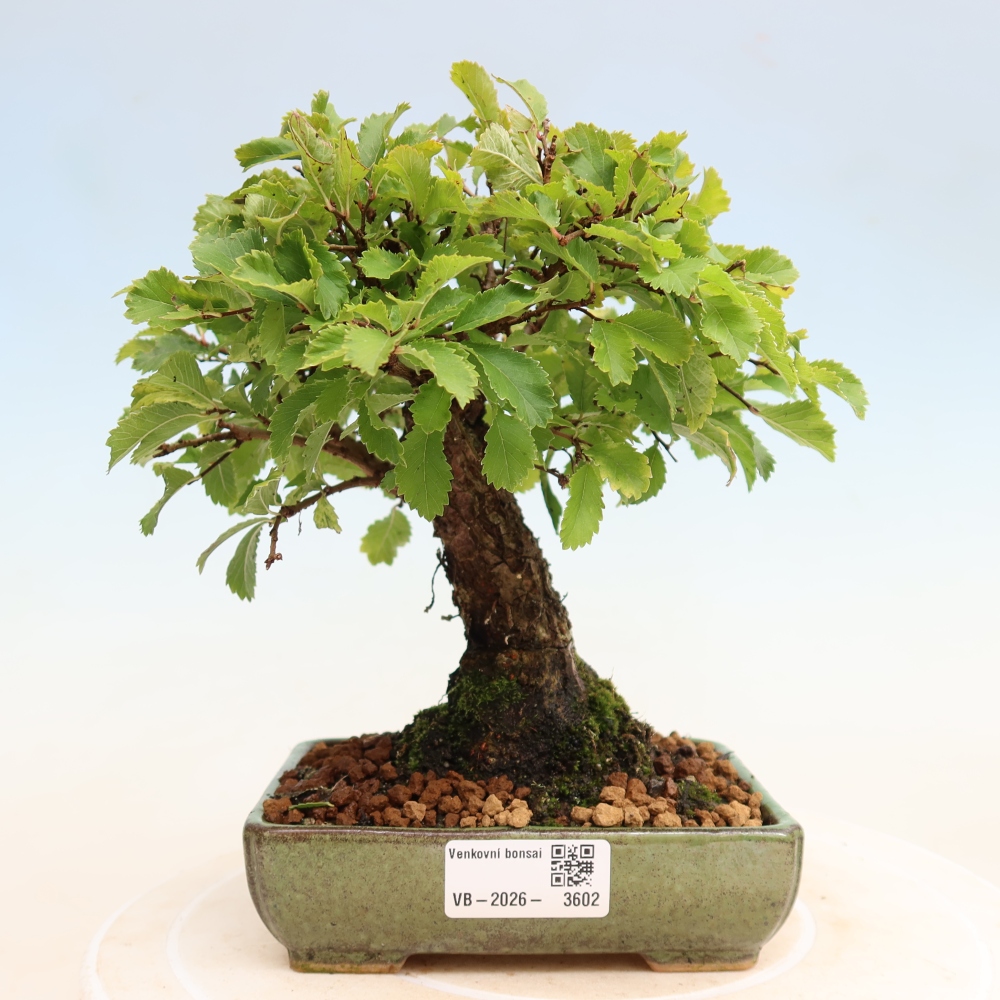 Bonsai voor buiten - Zelkova - Zelkova NIRE