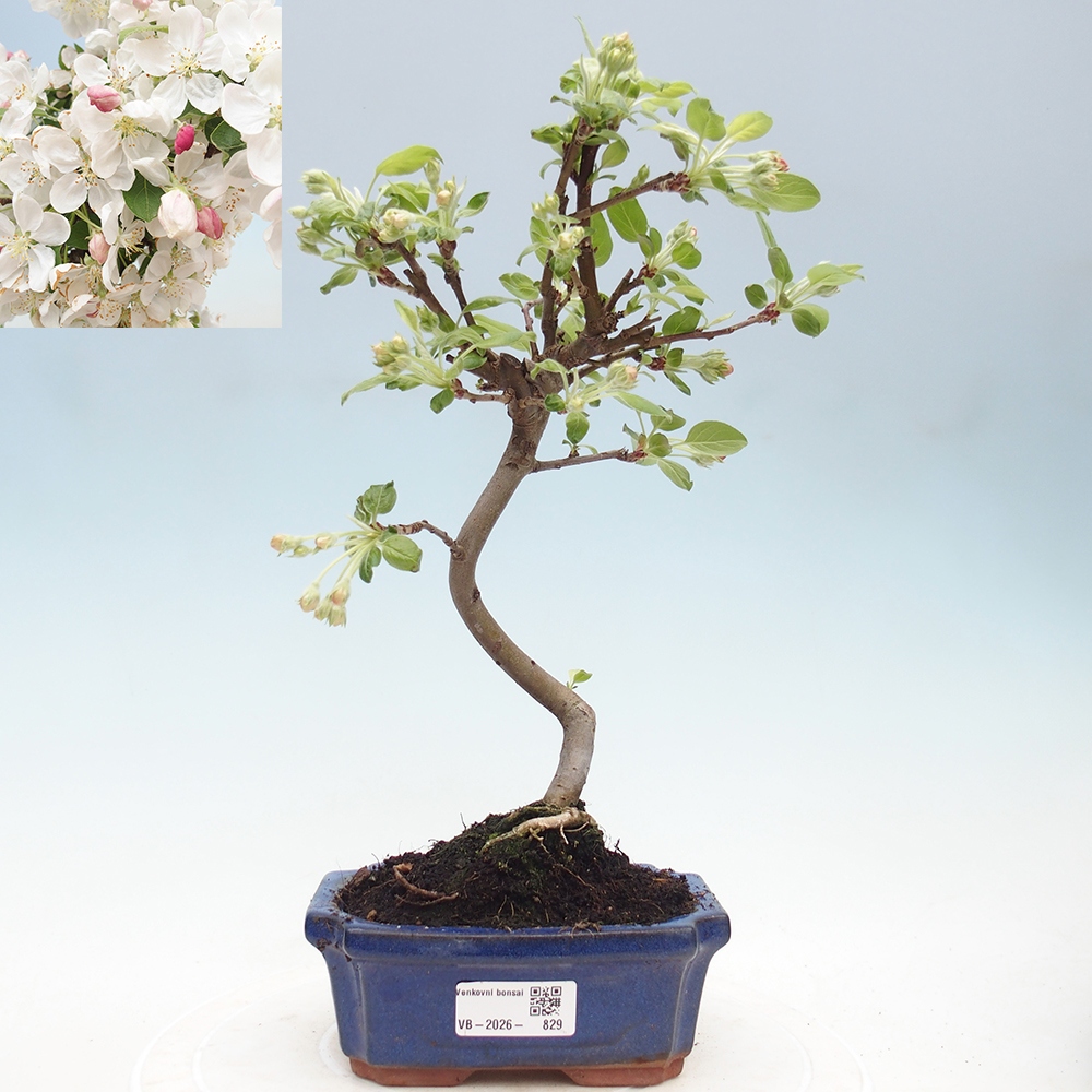 Bonsai voor buiten -Malus halliana - Appelboom met kleine vruchten