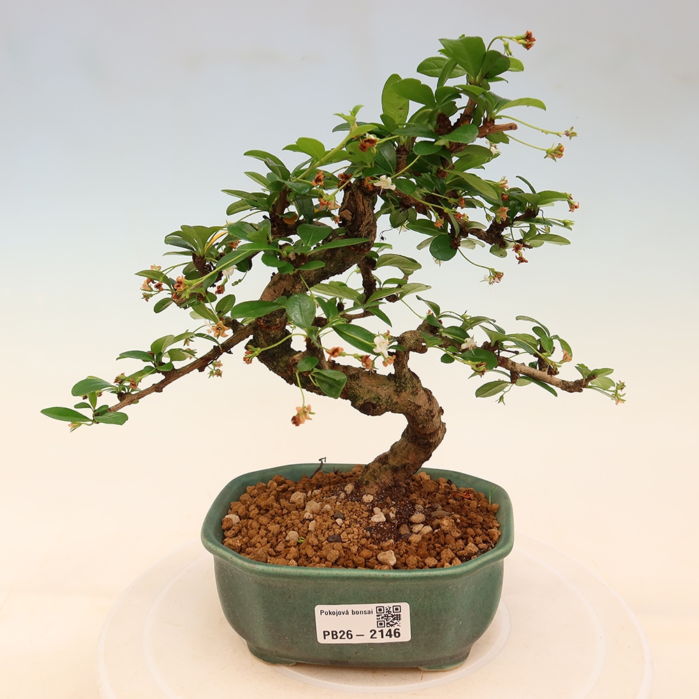 Kamerbonsai - Carmona macrophylla - Thee fuki