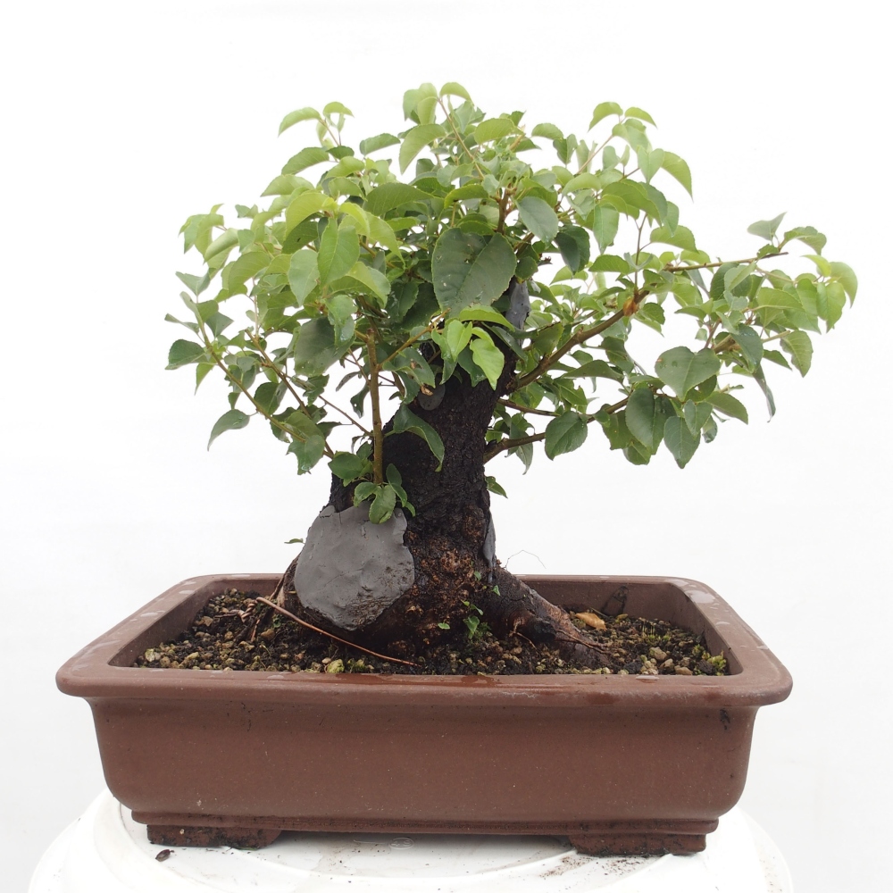 Bonsai voor buiten - Mahalebka - Prunus mahaleb