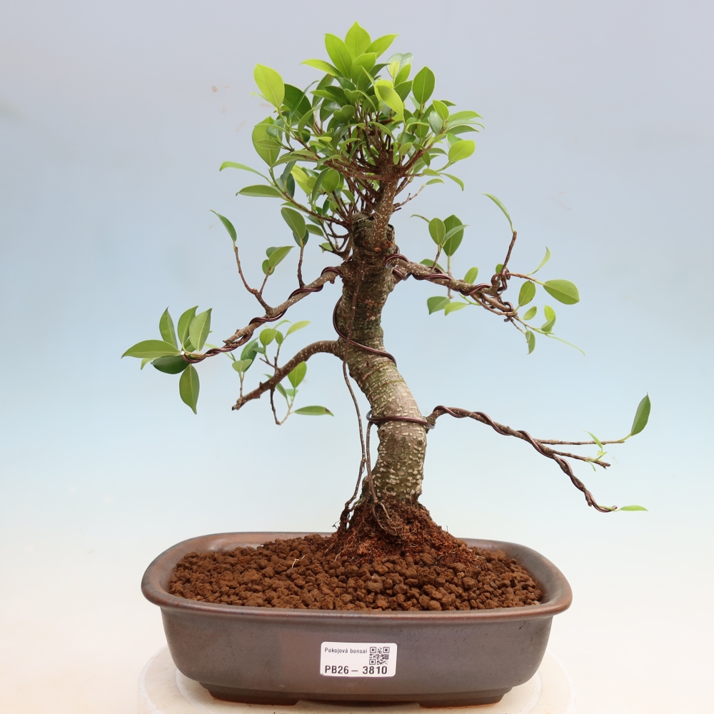 Kamerbonsai - Ficus kimmen - kleinbladige ficus