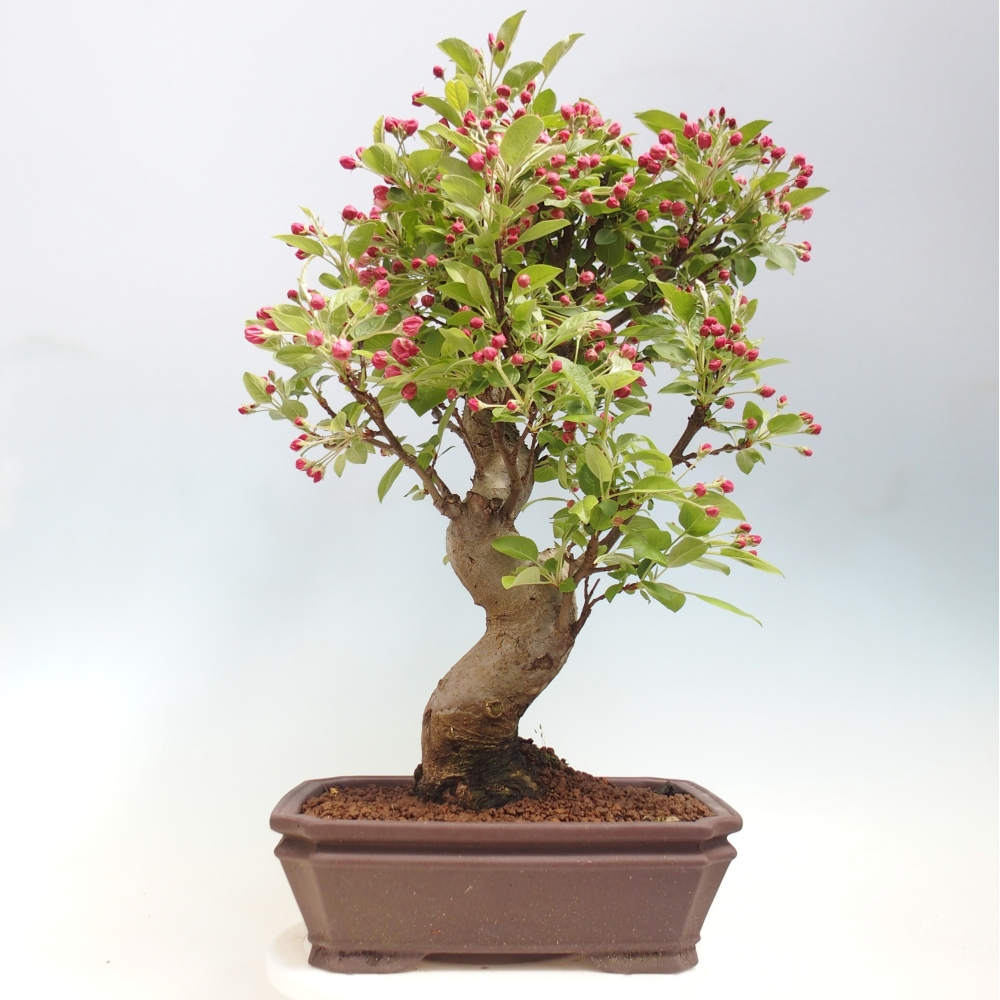 Bonsai voor buiten -Malus halliana - Appelboom met kleine vruchten