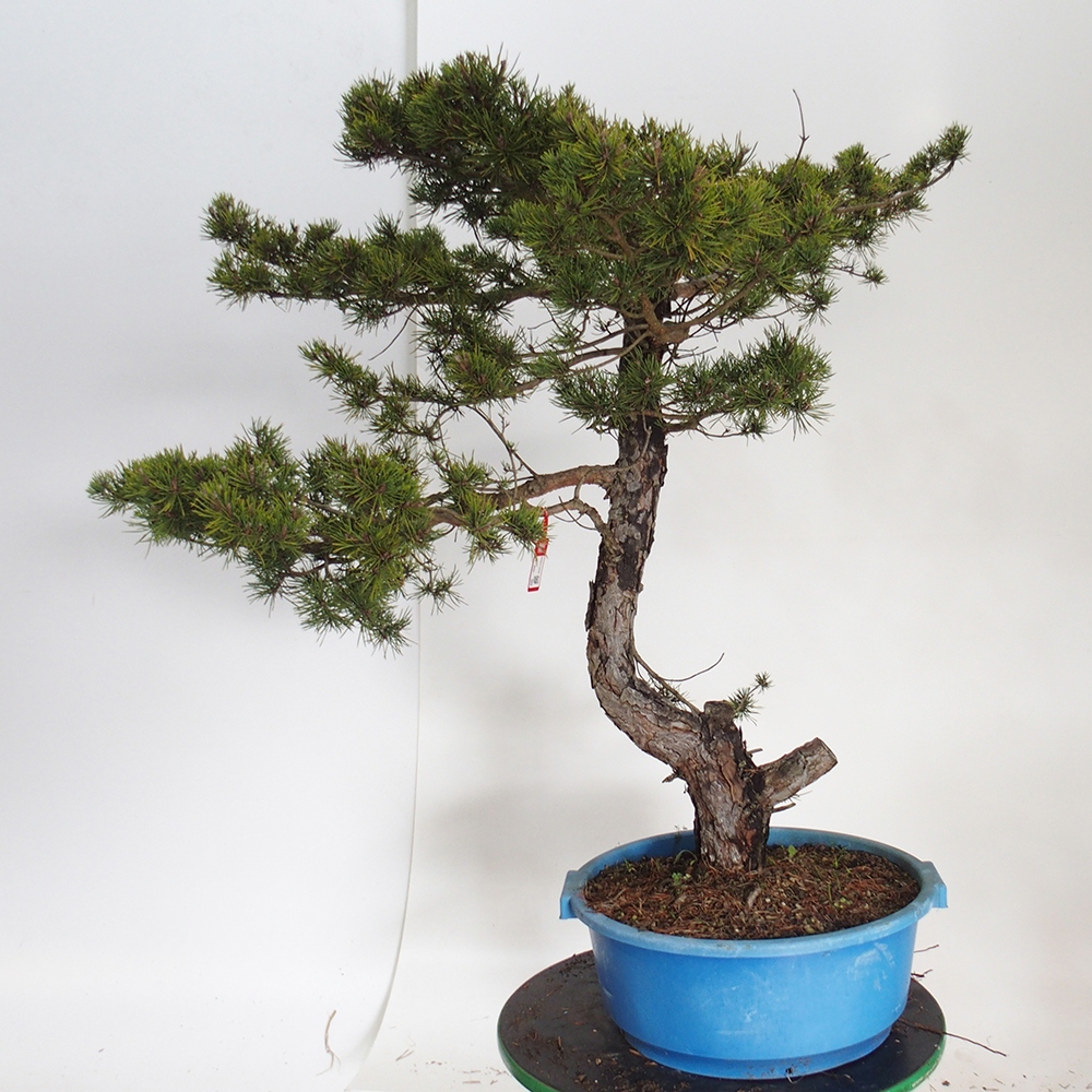 Yamadori - Pinus sylvestris Spanje