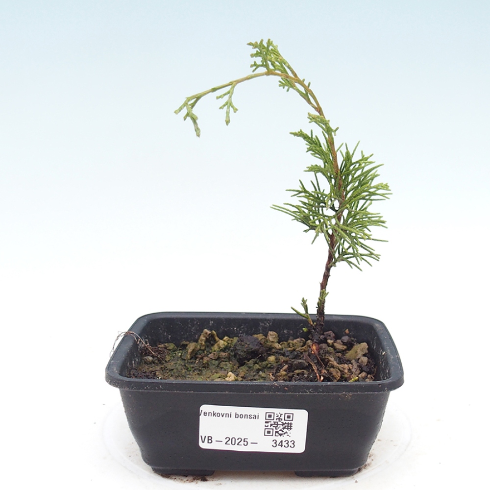 Bonsai voor buiten - Juniperus chinensis Itoigawa