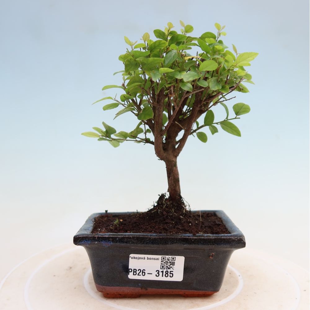 Kamerbonsai - Sageretia thea - Sageretia thea