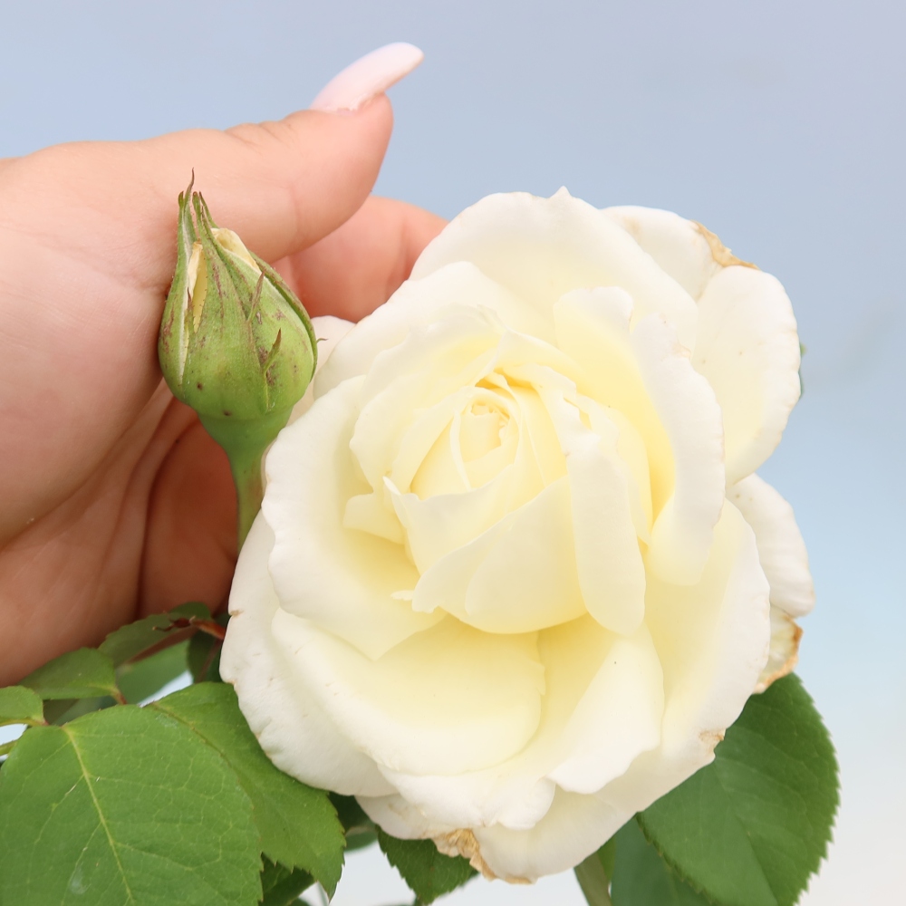 Bonsai voor buiten - Rosa Kordes - roos