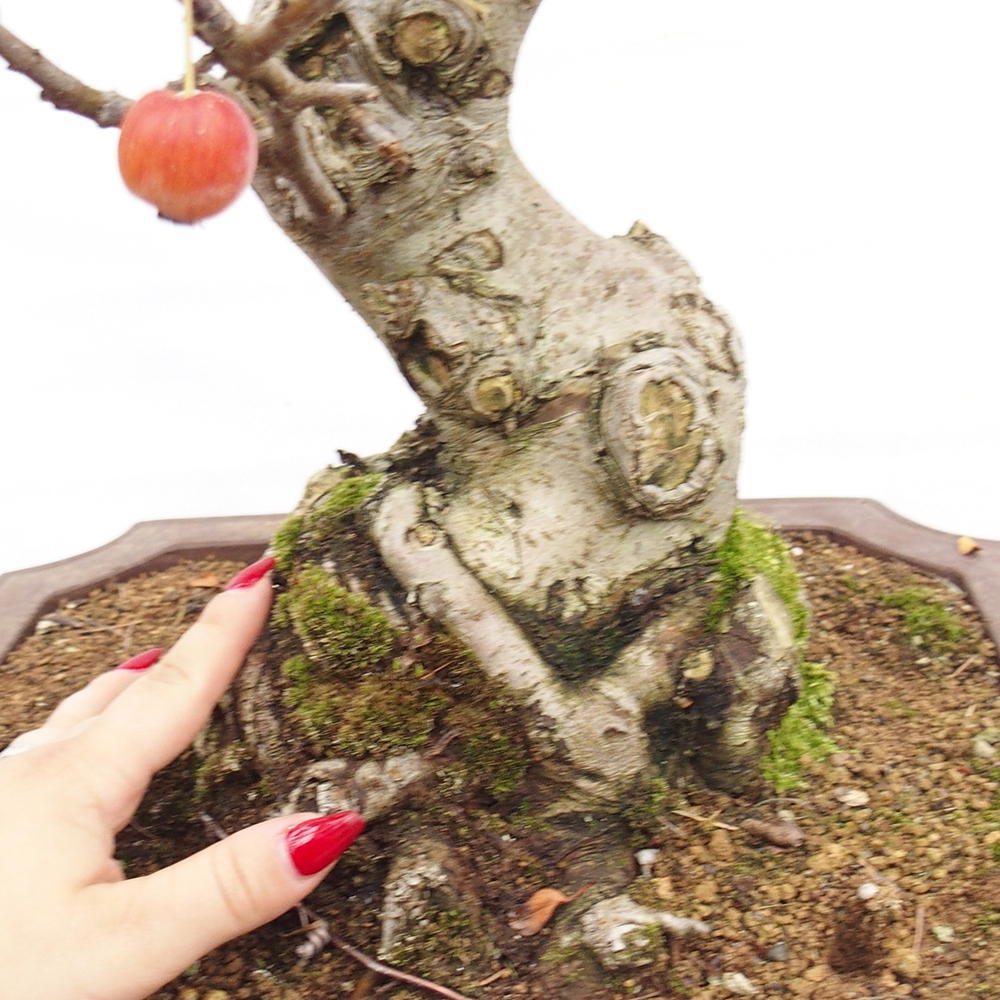 Bonsai voor buiten -Malus halliana - Appelboom met kleine vruchten