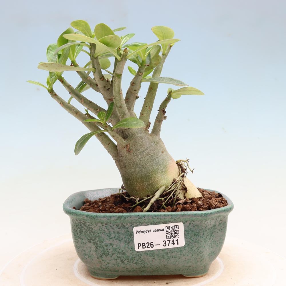 Kamerbonsai - Adenium obesum Red Star - Woestijnroos
