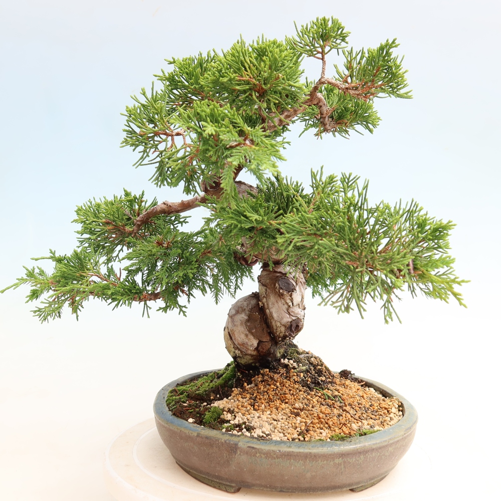 Bonsai voor buiten - Juniperus chinensis Itoigawa-Juniperus chinensis
