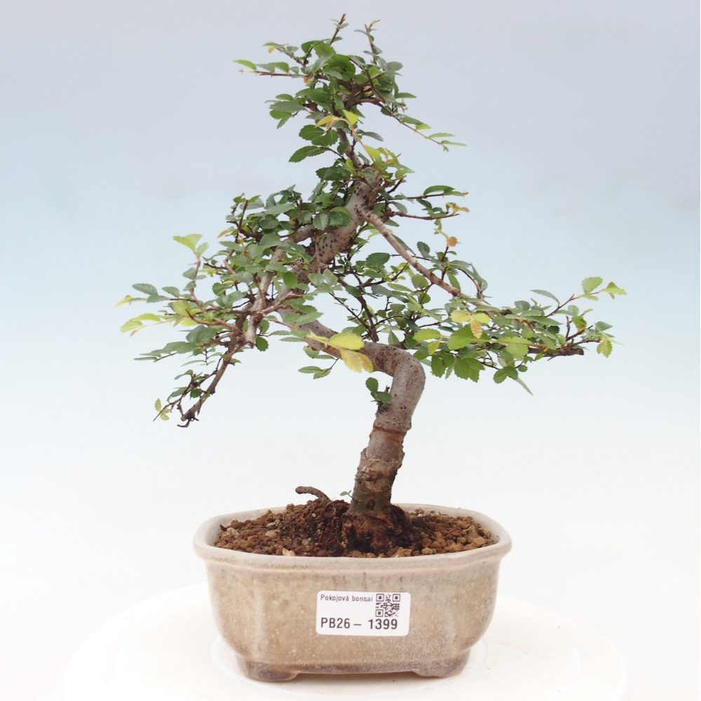 Kamerbonsai - Ulmus parvifolia - Winteriep