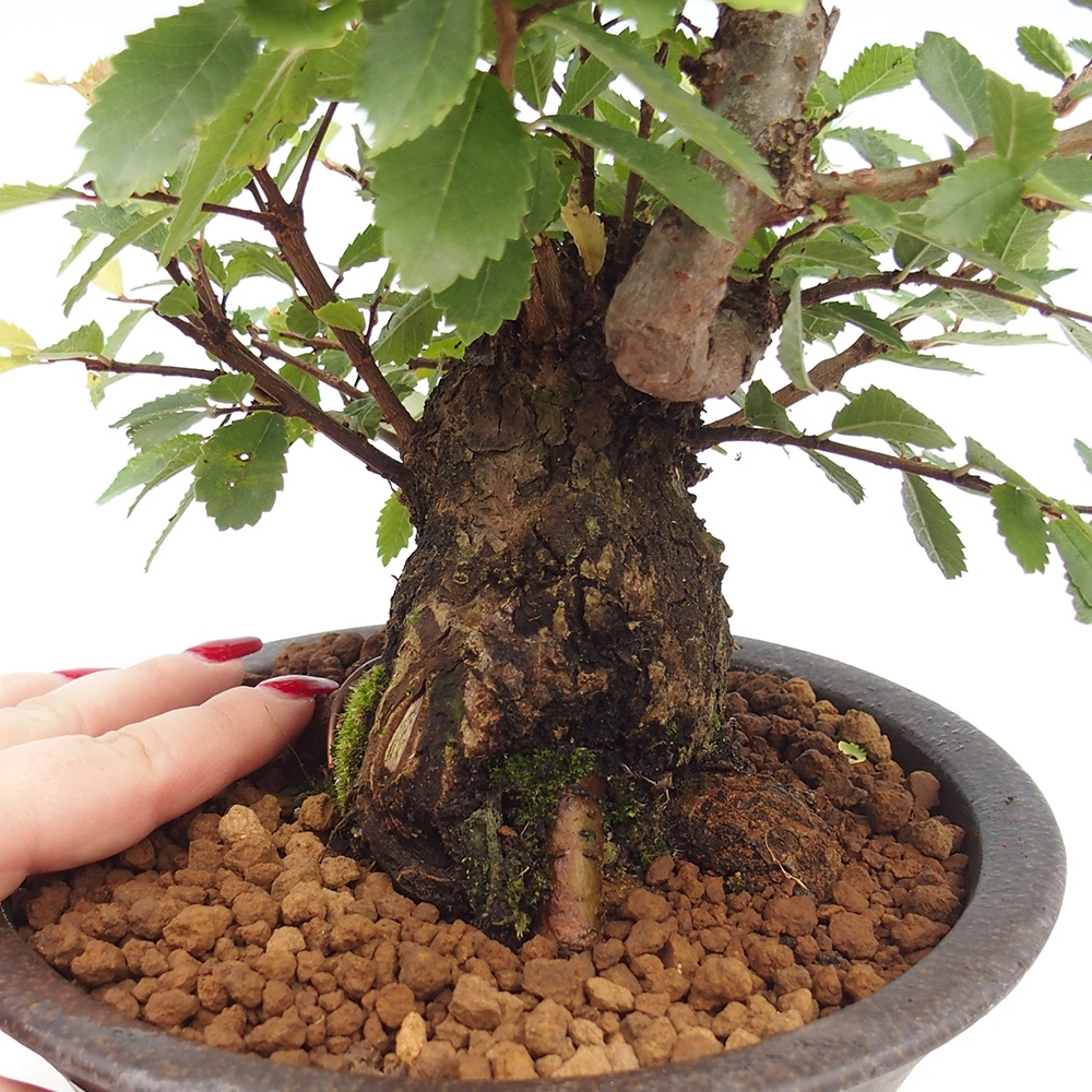 Bonsai voor buiten - Zelkova - Zelkova NIRE