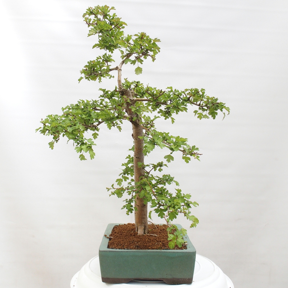Bonsai voor buiten - Meidoorn - Crataegus monogyna