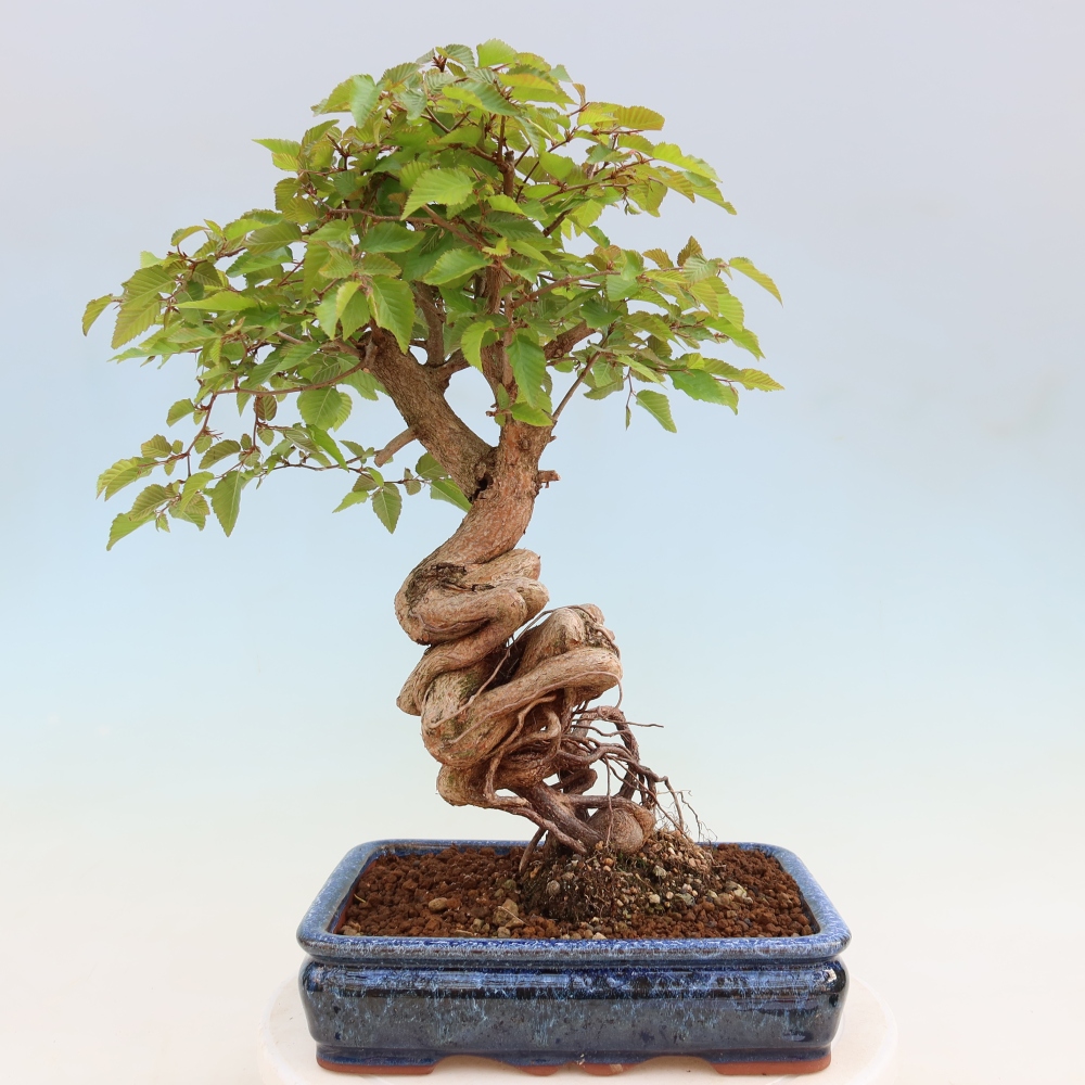 Bonsai voor buiten -Carpinus Coreana - Koreaanse haagbeuk