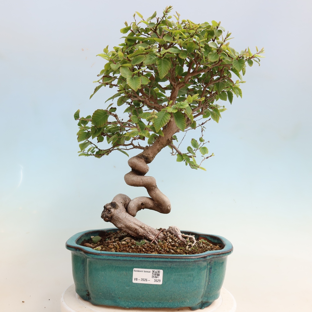 Bonsai voor buiten -Carpinus CARPINOIDES - Koreaanse haagbeuk