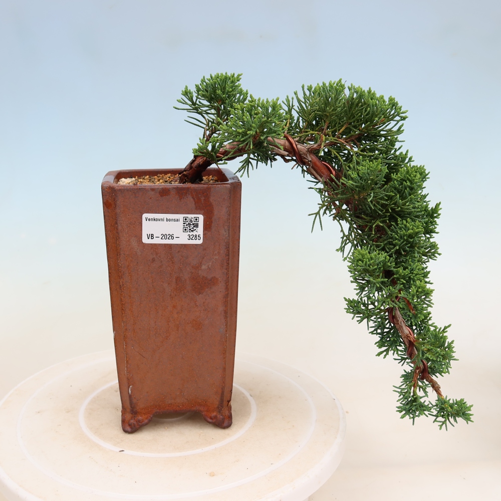 Bonsai voor buiten - Juniperus chinensis Kishu