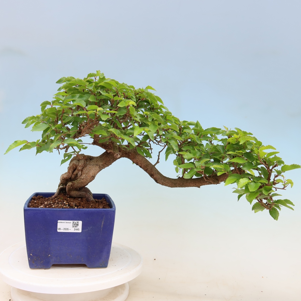 Bonsai voor buiten -Carpinus Coreana - Koreaanse haagbeuk