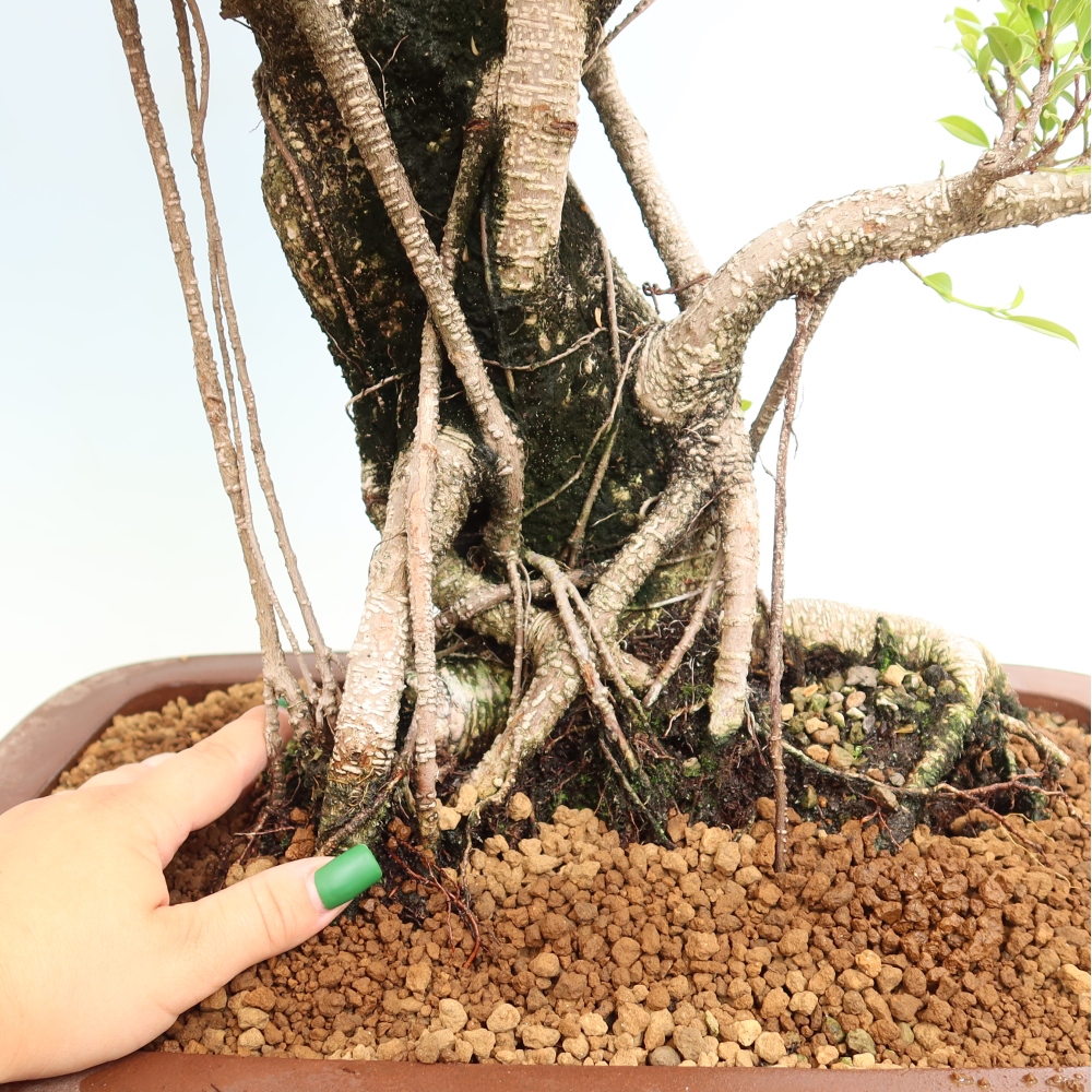Kamerbonsai - Ficus kimmen - kleinbladige ficus