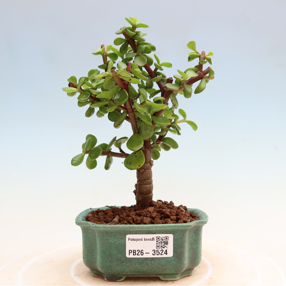 Kamerbonsai - Portulakaria Afra - Tlustice