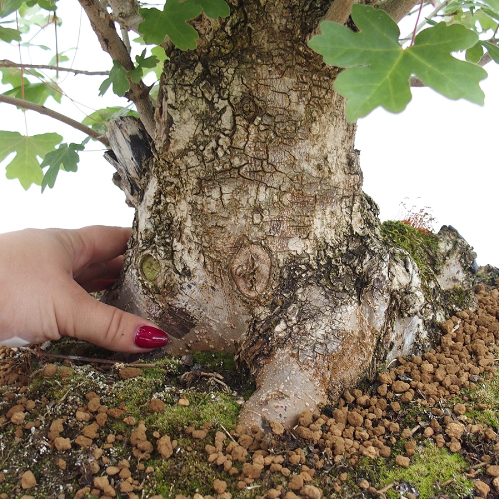 Bonsai voor buiten -Javor babyka - Acer campestre
