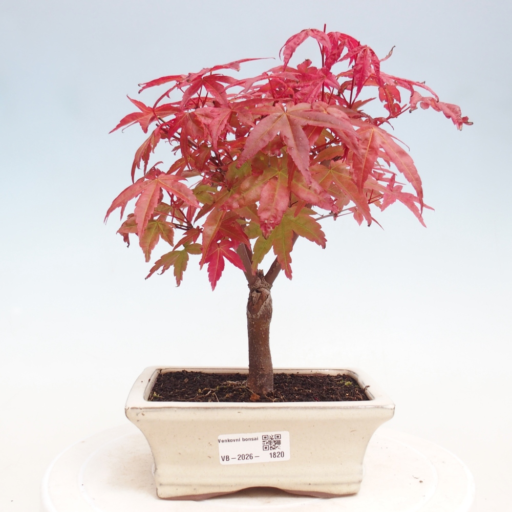 Bonsai voor buiten - Acer palmatum DESHOJO