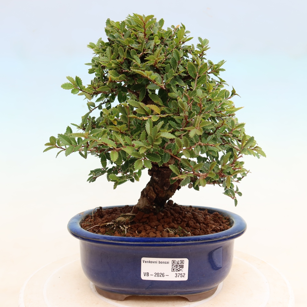 Bonsai voor buiten - Zelkova - Zelkova NIRE