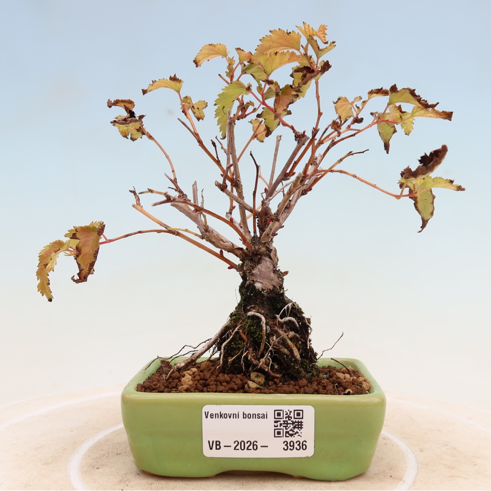 Bonsai voor buiten -  Stephanandra incisa - Gebogen kroonplant