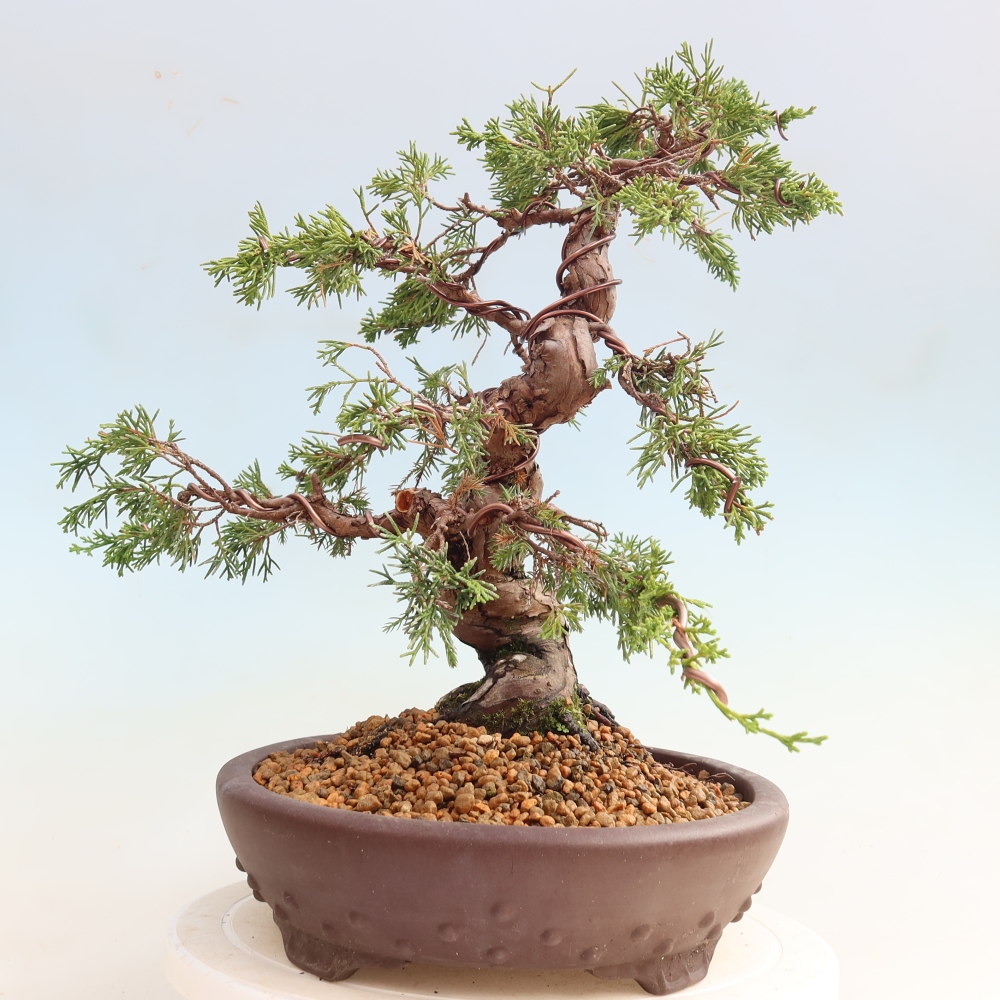 Bonsai voor buiten - Juniperus chinensis Itoigawa-Juniperus chinensis