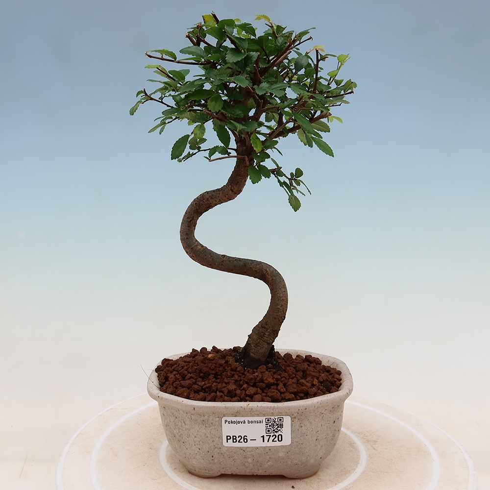 Kamerbonsai - Ulmus parvifolia - Winteriep