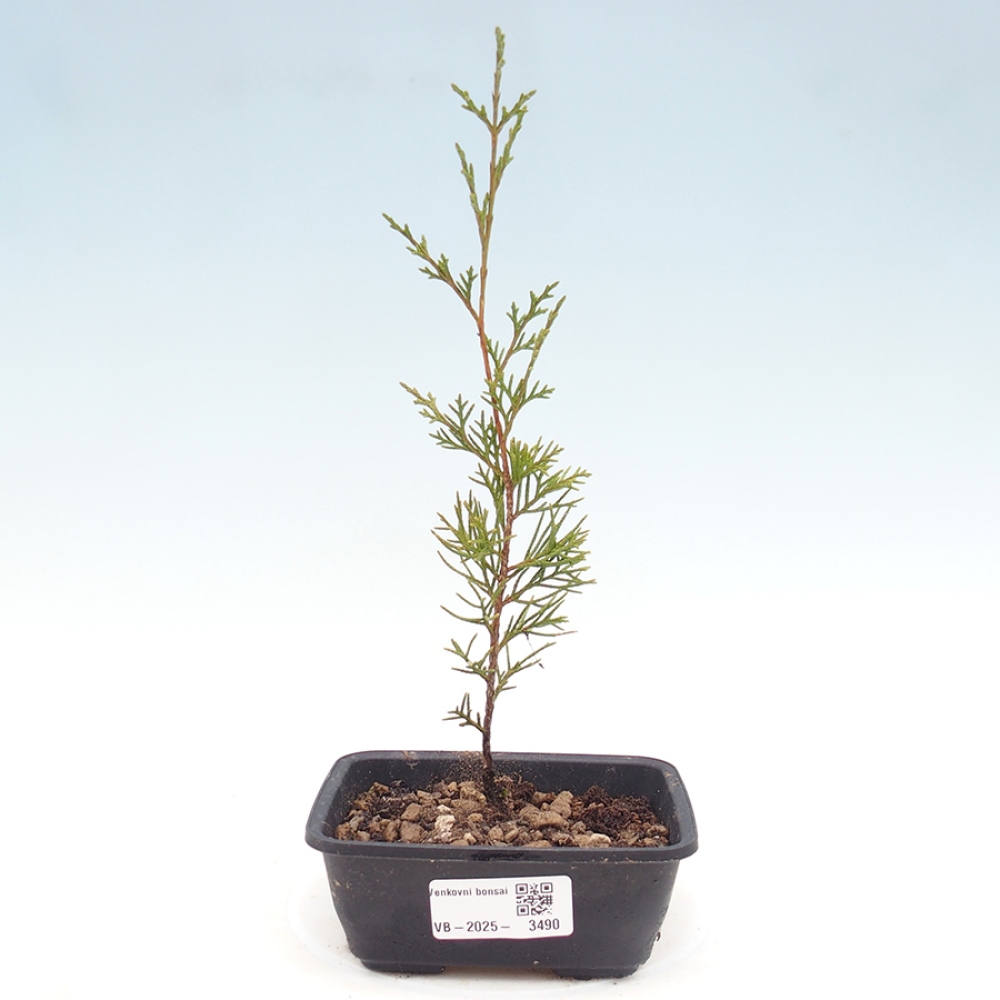 Bonsai voor buiten - Juniperus chinensis Itoigawa