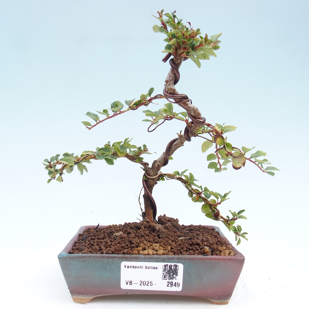 Bonsai voor buiten - Cotoneaster horizontalis - Rocky Mountain