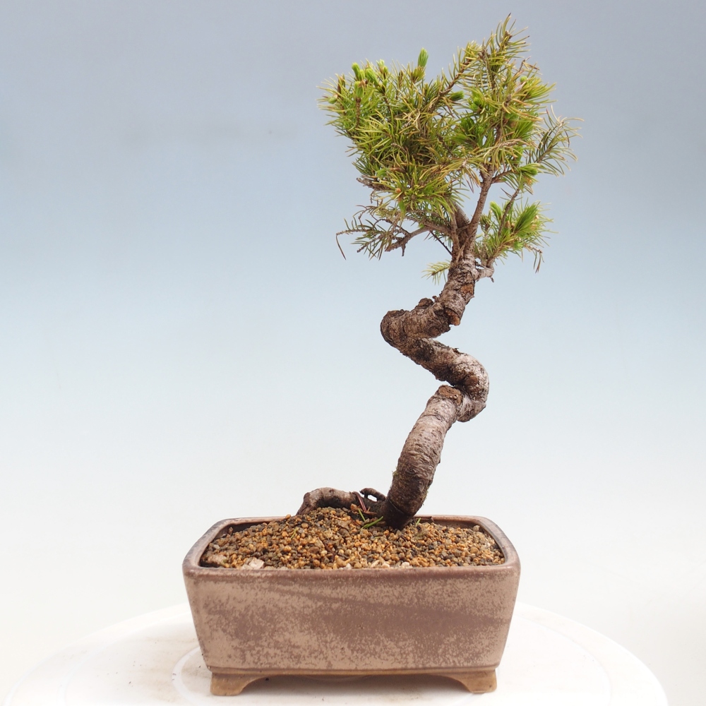 Bonsai voor buiten - Gewone spar - Picea glauca bol