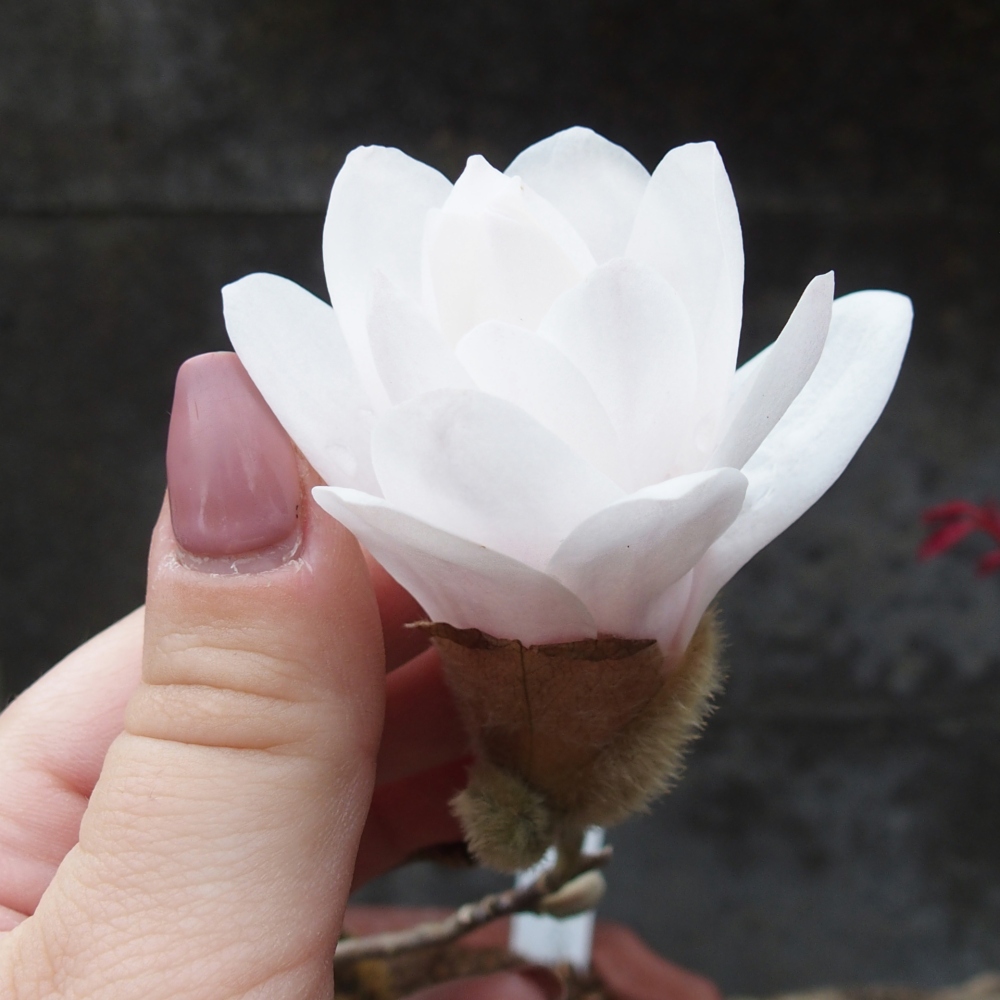 Bonsai voor buiten - Magnolia stellata
