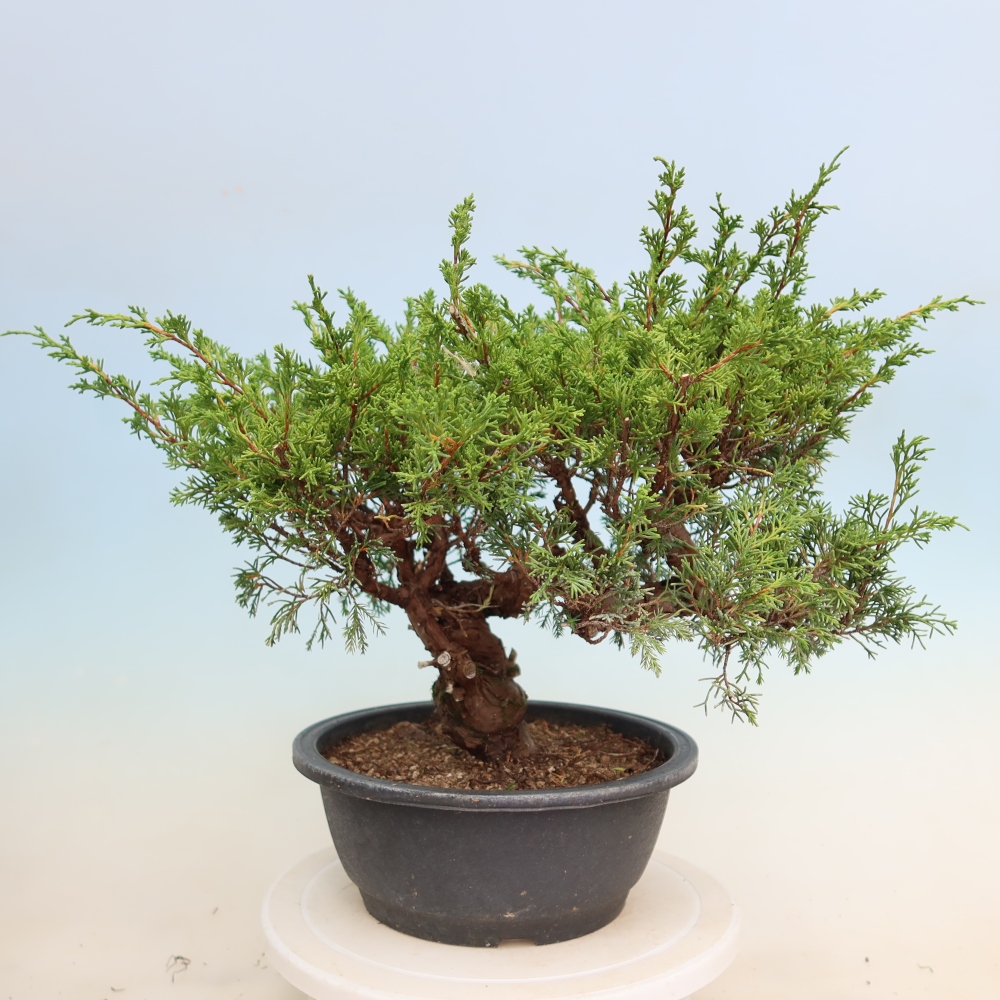 Bonsai voor buiten - Juniperus chinensis Itoigawa-Juniperus chinensis