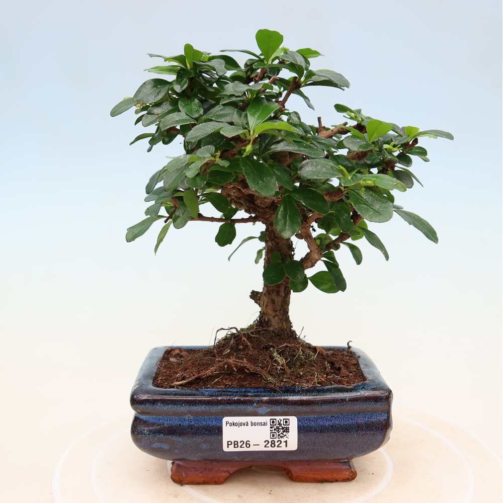 Kamerbonsai - Carmona macrophylla - Thee fuki