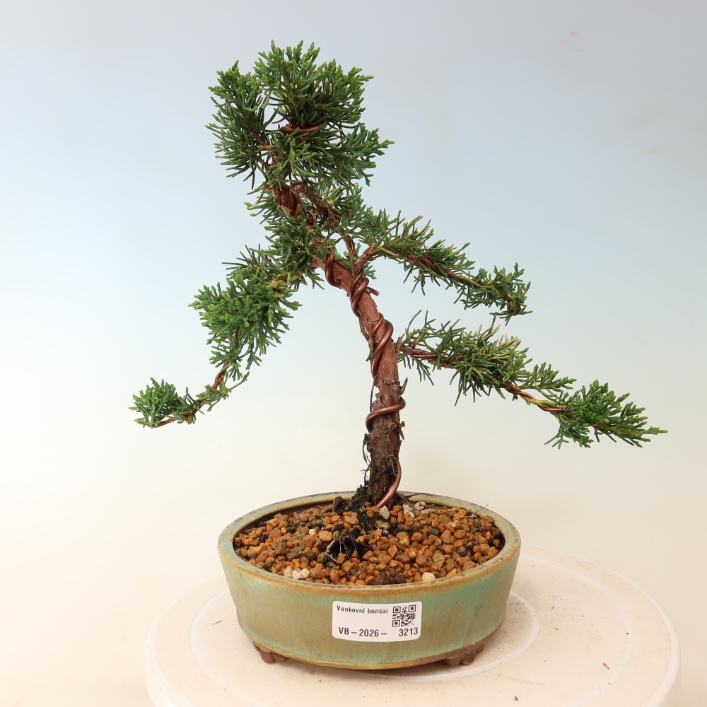 Bonsai voor buiten - Juniperus chinensis Kishu